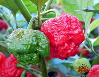 The Trinidad, the Moruga and the Scorpion